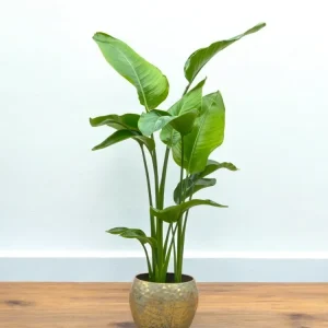 Strelitzia Nicolai