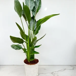 Strelitzia Reginae