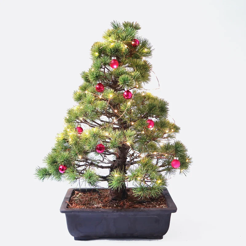 Weihnachtsbeleuchtung für Bonsai, LED-Lichterkette