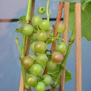 Weinrebe Bianca