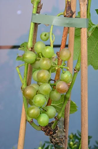 Weinrebe Bianca