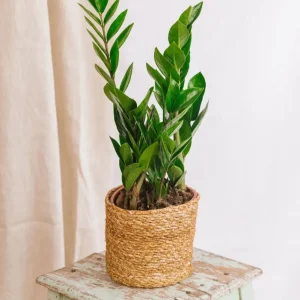 Zamioculcas zamiifolia