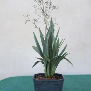 Dianella revoluta 'Blue Stream' - Ziergras