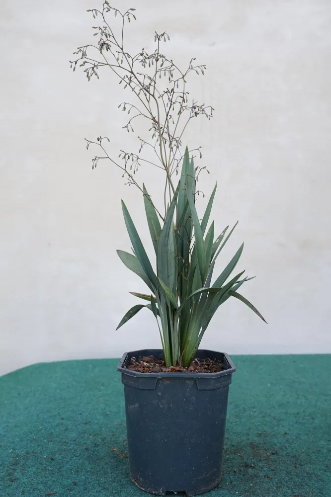 Dianella revoluta 'Blue Stream' - Ziergras