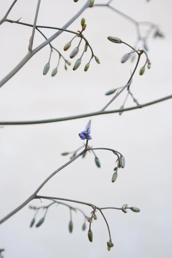 Dianella revoluta 'Blue Stream' - Ziergras
