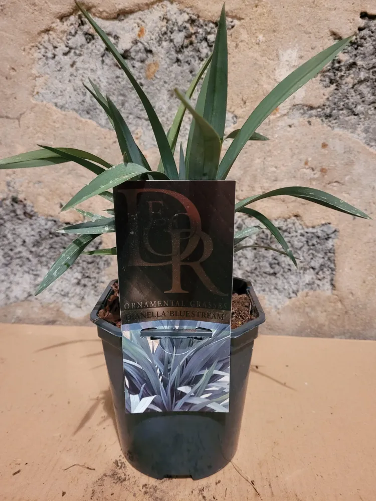 Dianella revoluta 'Blue Stream' - Ziergras