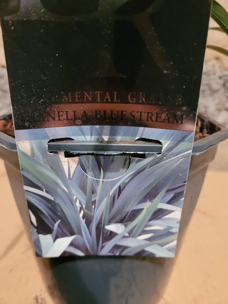 Dianella revoluta 'Blue Stream' - Ziergras