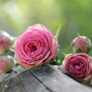 Rose - 1 kg Salz Körperpeeling, mit BIO-Meersalz