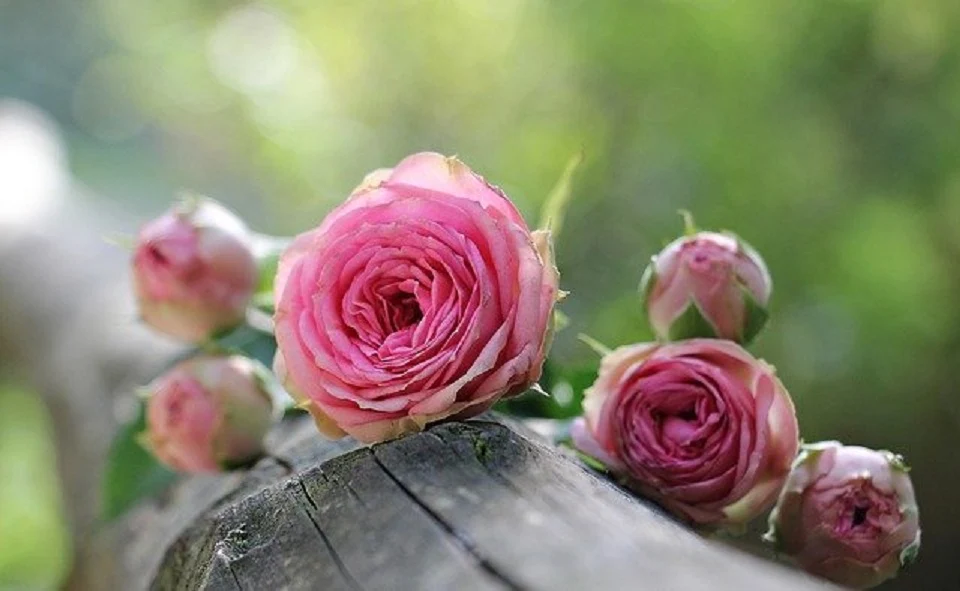 Rose - 1 kg Salz Körperpeeling, mit BIO-Meersalz