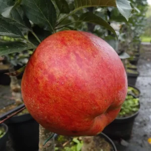 Säulenapfel Rondo Apfelbaum kompakt platzsparend