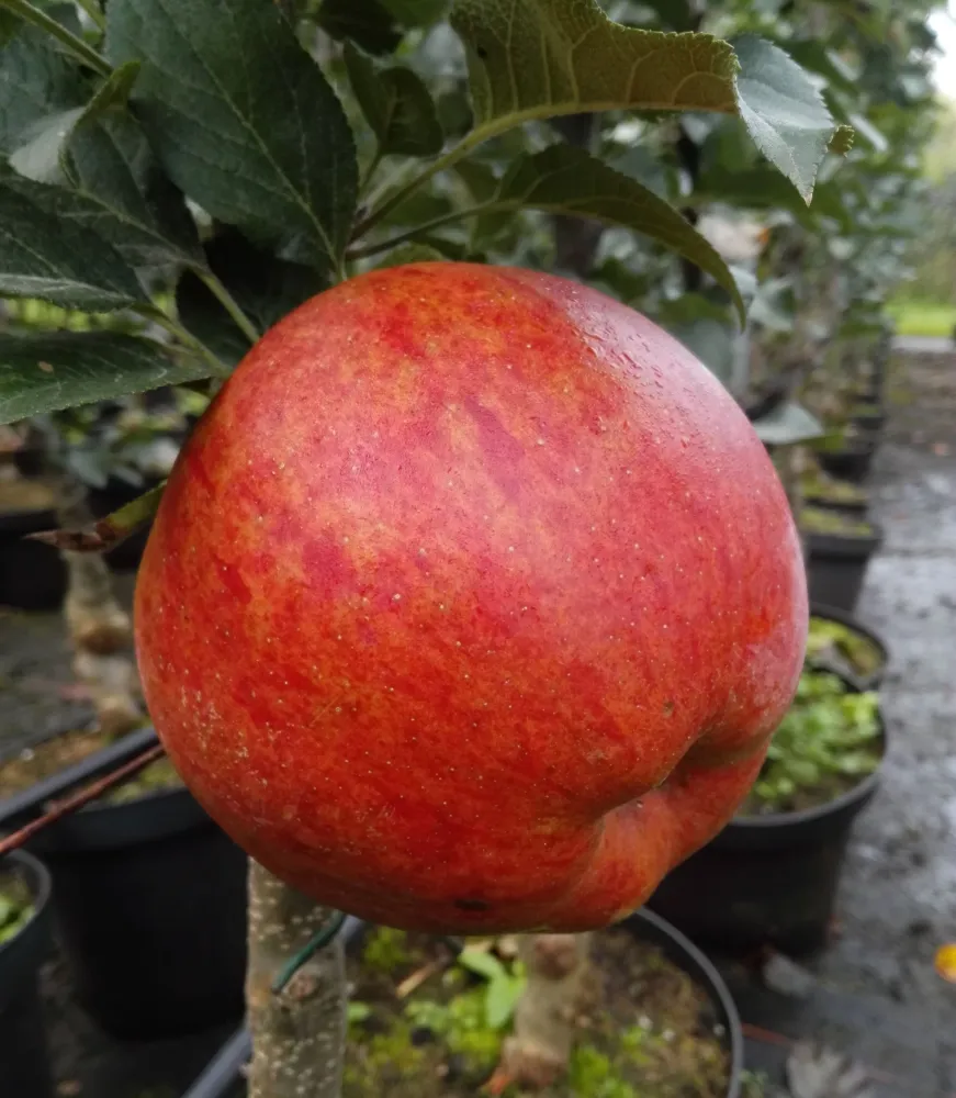 Säulenapfel Rondo Apfelbaum kompakt platzsparend