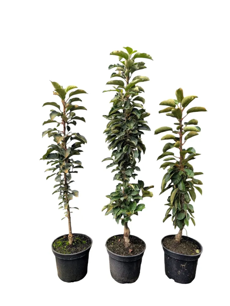 Säulenapfel Rondo Apfelbaum kompakt platzsparend