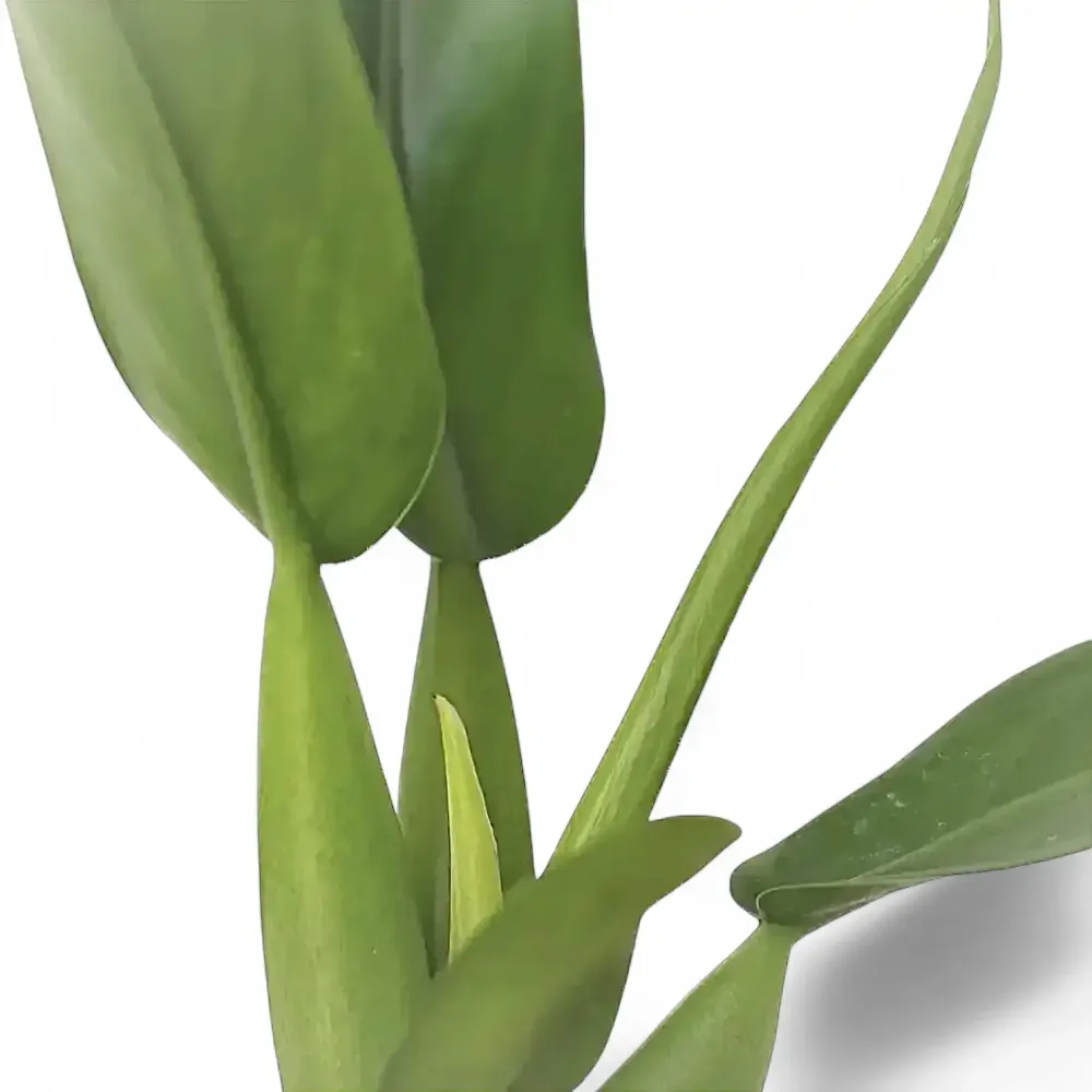 Philodendron martianum 'Pacová' aka 'Fatboy'