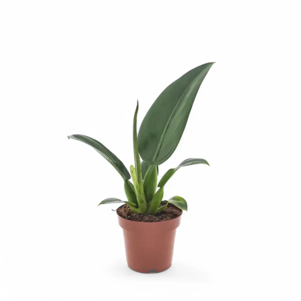 Philodendron martianum 'Pacová' aka 'Fatboy'