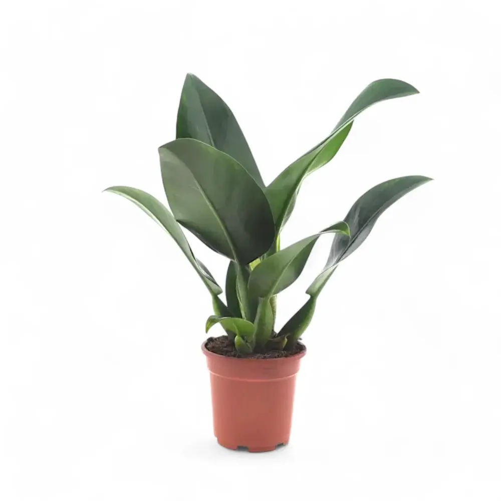 Philodendron martianum 'Pacová' aka 'Fatboy'