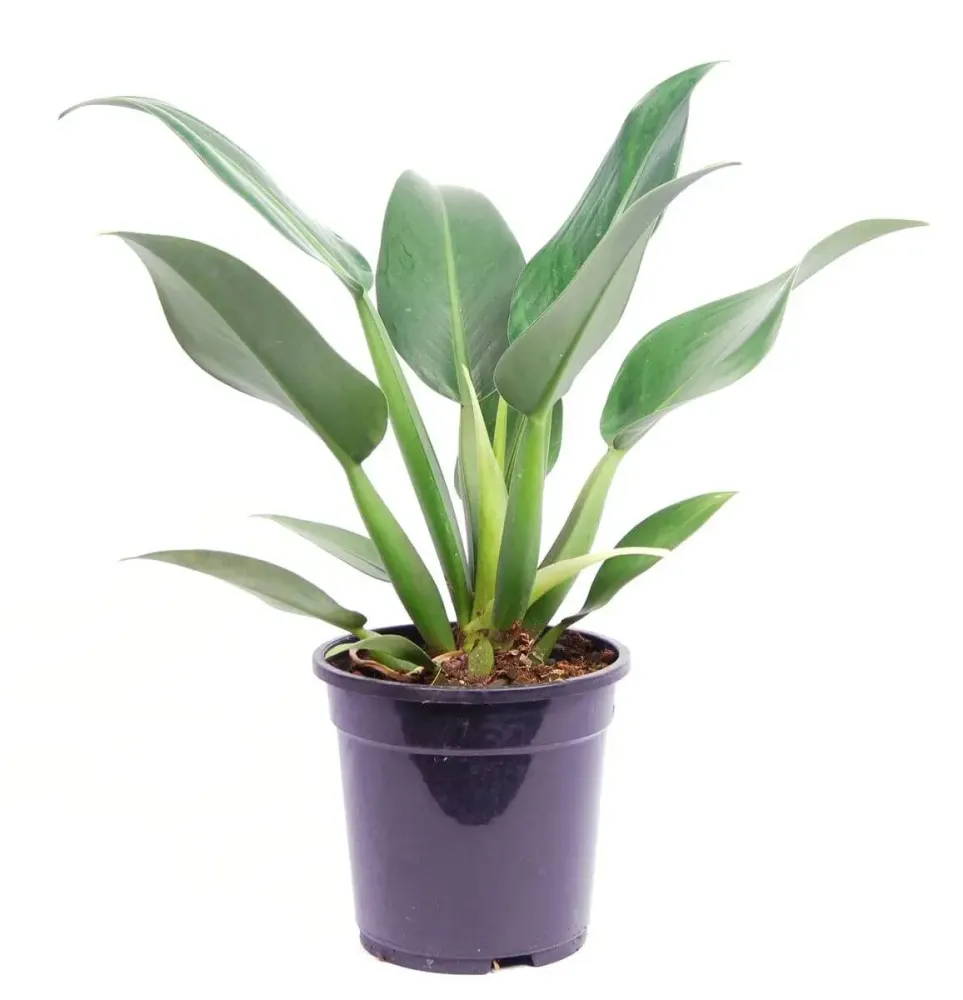 Philodendron martianum 'Pacová' aka 'Fatboy'