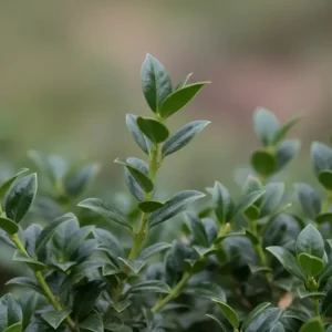 Löffel-Ilex 'Dark Green'® / Ilex crenata 'Dark Green'®