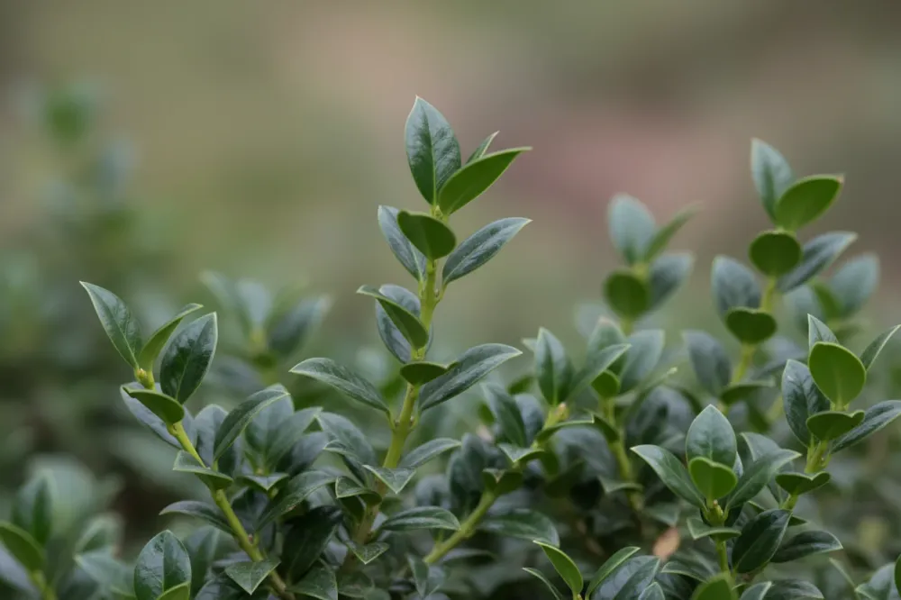 Löffel-Ilex 'Dark Green'® / Ilex crenata 'Dark Green'®