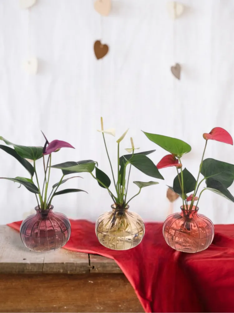 Anthurium-Trio Hydrokultur mit ihrer Nela-Vase