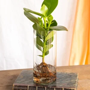 Clusia der Hydrokultur und ihre Vase