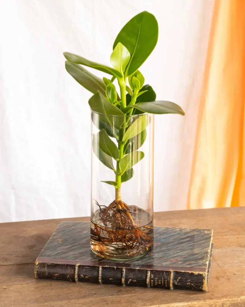 Clusia der Hydrokultur und ihre Vase