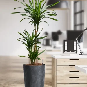 Hydro XL Büropflanze Rikki Betonoptik Vase