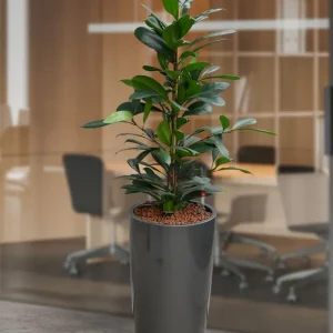 HYDRO SET XL Büropflanze Afrikanischer Feigenbaum mit Vase Classico