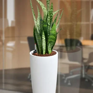 HYDRO SET XL Büropflanze Bogenhanf mit Vase Classico