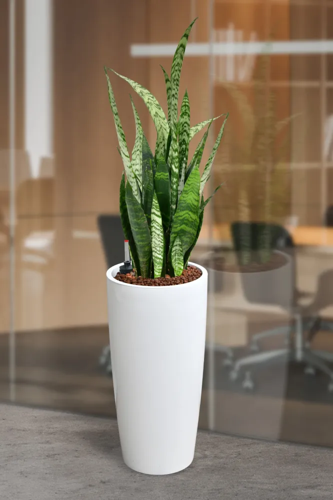 HYDRO SET XL Büropflanze Bogenhanf mit Vase Classico