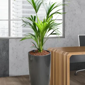 HYDRO SET XL Büropflanze Kentia Palme mit Vase Classico