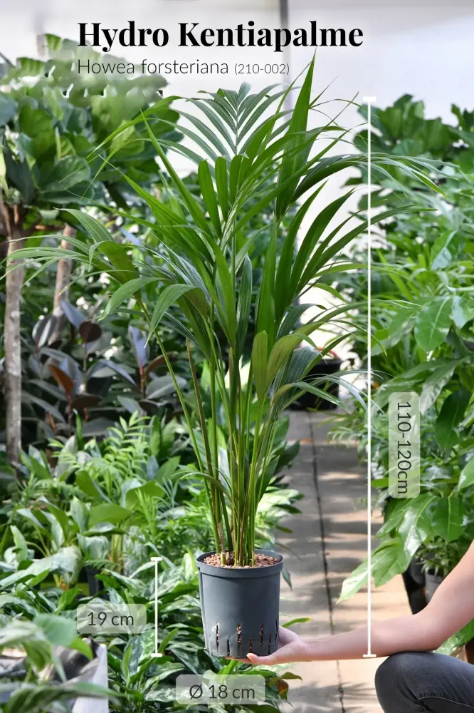 HYDRO SET XL Büropflanze Kentia Palme mit Vase Classico