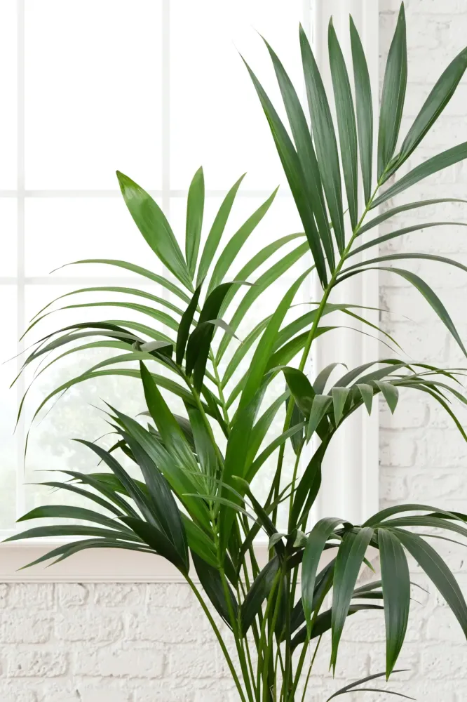 HYDRO SET XL Büropflanze Kentia Palme mit Vase Classico