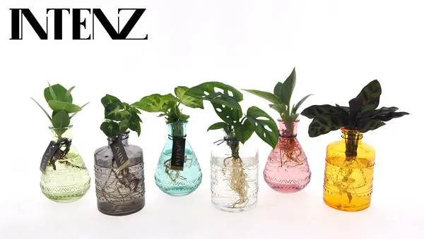 6 Hydrokulturpflanzen und ihre farbenfrohe Vase Salinas