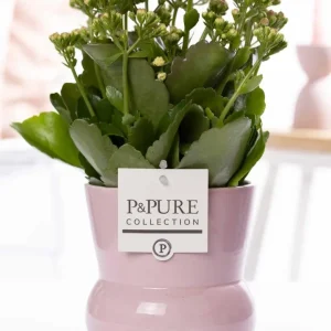 Kalanchoe Rosa Keramikvase Pink – Ø12cm ↕27cm – Blühende Zimmerpflanze mit rosafarbenen Blüten – Pflegeleicht & langlebig...