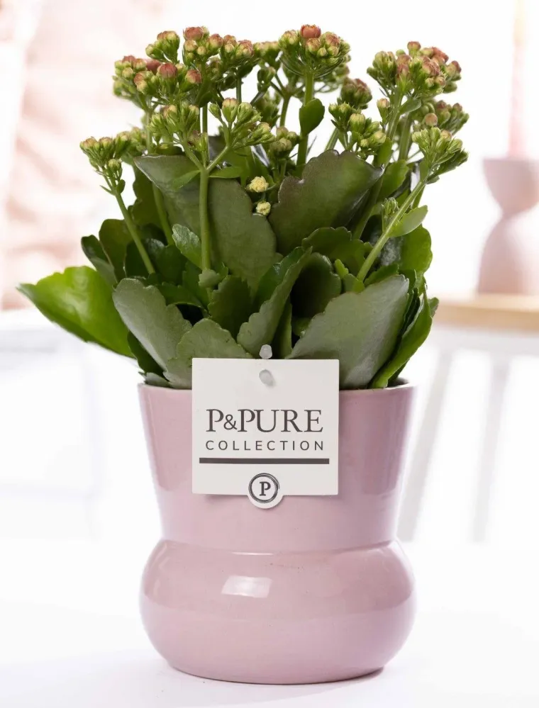 Kalanchoe Rosa Keramikvase Pink – Ø12cm ↕27cm – Blühende Zimmerpflanze mit rosafarbenen Blüten – Pflegeleicht & langlebig...