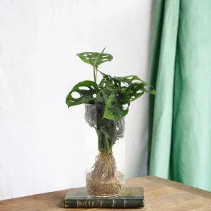 Monstera Hydrokultur und Vase