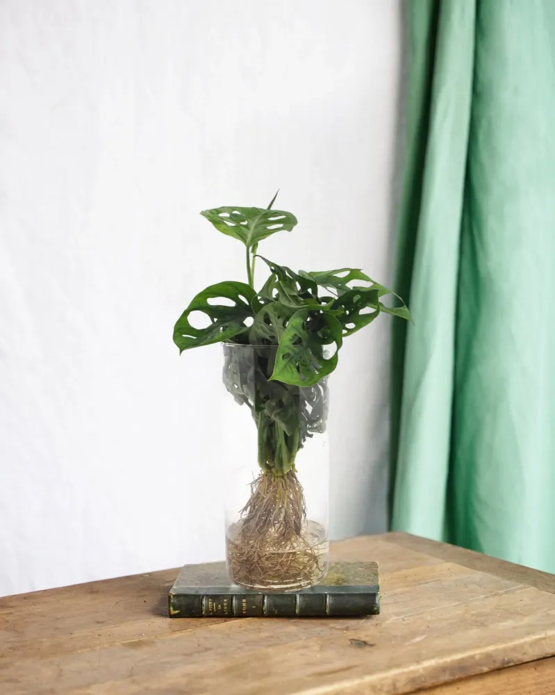 Monstera Hydrokultur und Vase