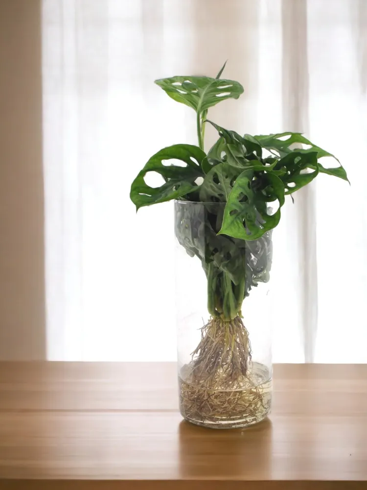 Monstera Hydrokultur und Vase
