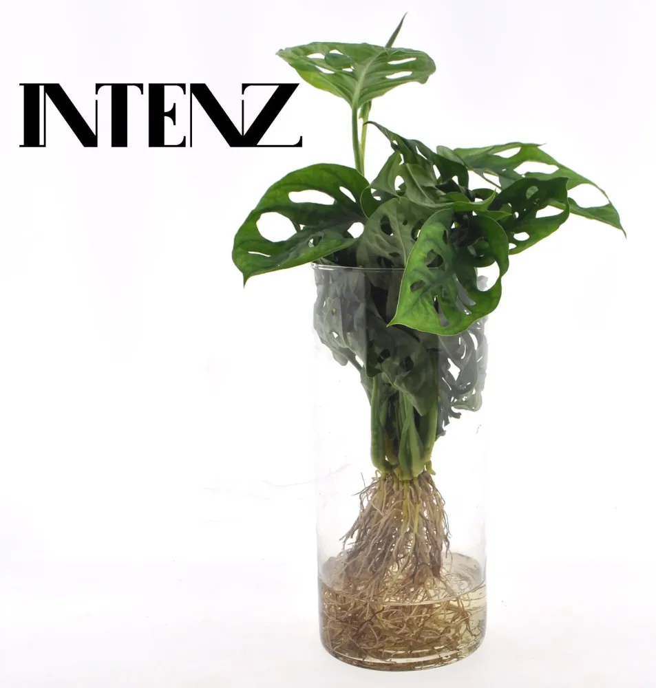 Monstera Hydrokultur und Vase