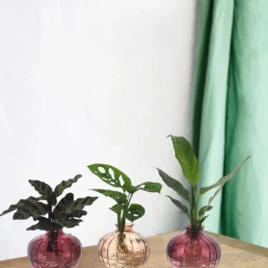 Trio von Hydrokulturpflanzen mit ihrer Nela-Vase
