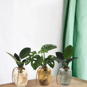 Trio von Hydrokulturpflanzen Vintage-Vase
