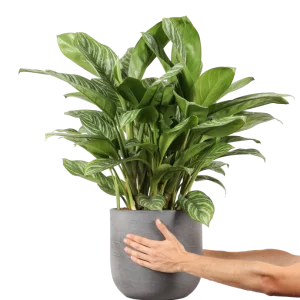 Aglaonema stripes (Kolbenfaden)