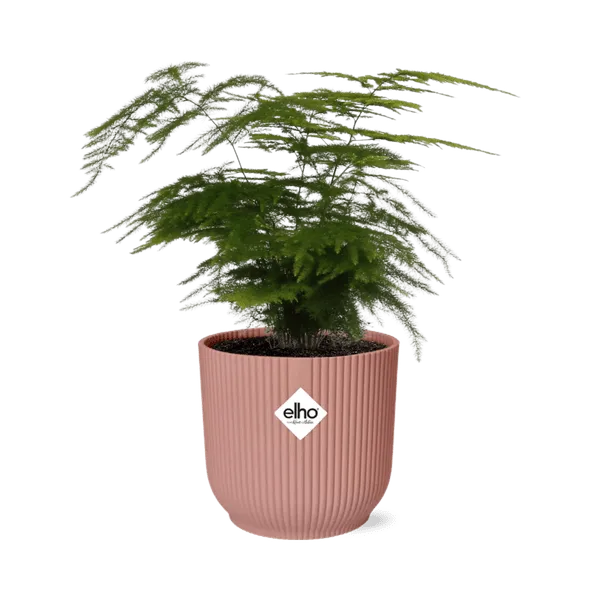 Feder-Spargel Asparagus Setaceus Plumosus – Zimmerpflanze Ø12cm inkl. Ziertopf Vibes Fold Rosa Ø14cm – Pflegeleichter Spar...