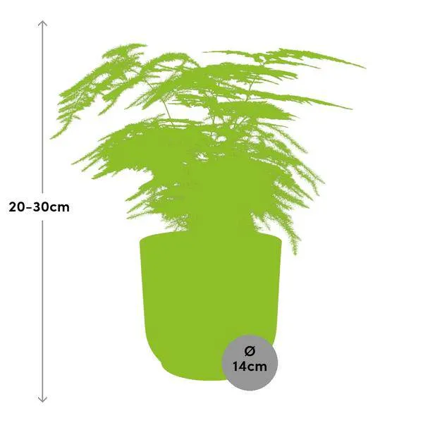 Feder-Spargel Asparagus Setaceus Plumosus – Zimmerpflanze Ø12cm inkl. Ziertopf Vibes Fold Rosa Ø14cm – Pflegeleichter Spar...