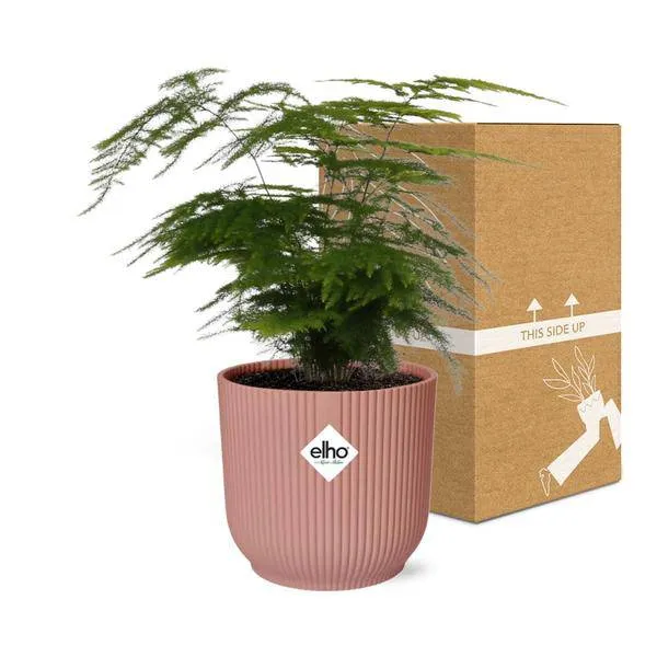 Feder-Spargel Asparagus Setaceus Plumosus – Zimmerpflanze Ø12cm inkl. Ziertopf Vibes Fold Rosa Ø14cm – Pflegeleichter Spar...