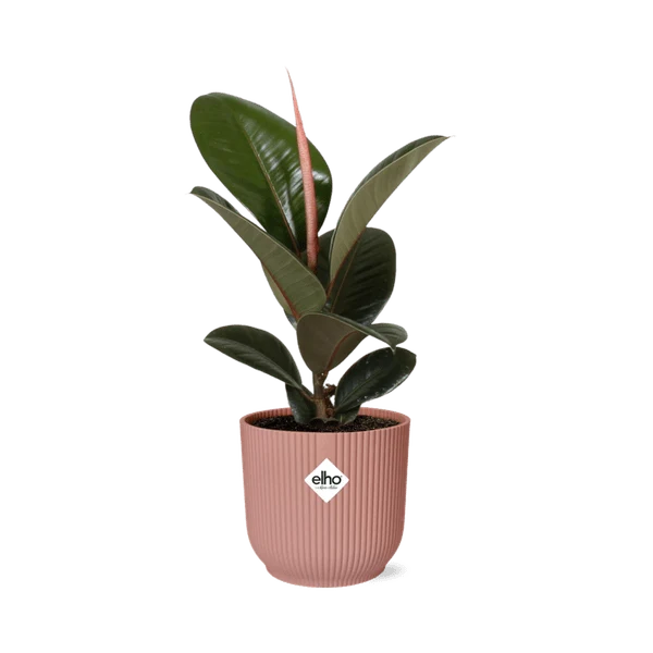 Gummibaum – Ficus Elastica 'Robusta' – dekorative Zimmerpflanze im Topf Vibes Fold 14cm Rosa – pflegeleicht & luftreinigend
