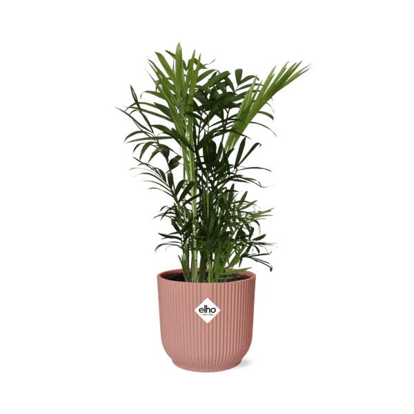 Mexikanische Bergpalme – Chamaedorea Elegans – elegante Zimmerpflanze – pflegeleicht & luftreinigend – Ø14cm Topf – mit Vi...