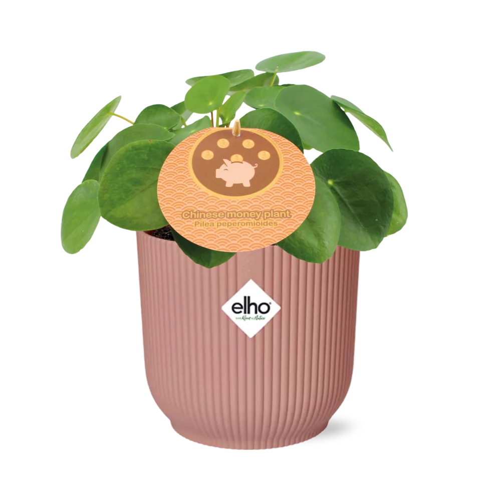 Muttertag - Pilea Peperomioides 12cm im ELHO Vibes Fold 14cm rosa
