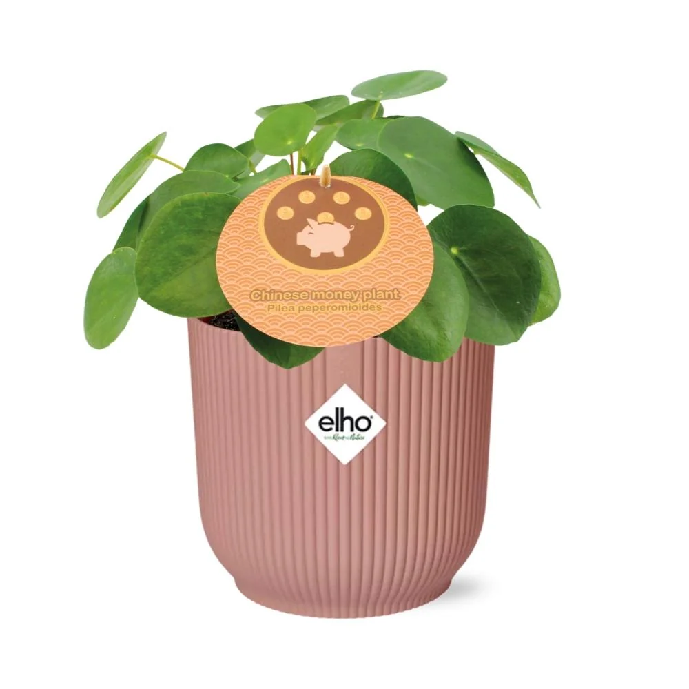 Muttertag - Pilea Peperomioides 12cm im ELHO Vibes Fold 14cm rosa