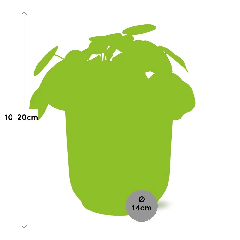 Muttertag - Pilea Peperomioides 12cm im ELHO Vibes Fold 14cm rosa